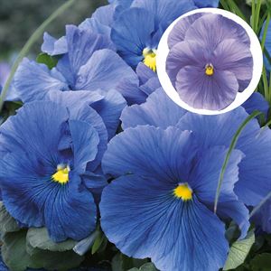 Bild von Viola P9 Grootbloemig Light blue